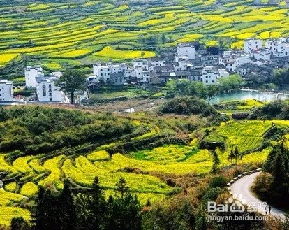 中国最美的油菜花海