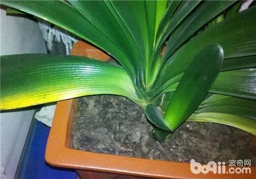 君子兰的叶子发黄了要怎么办?