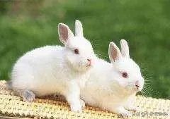 种兔该怎么养殖？