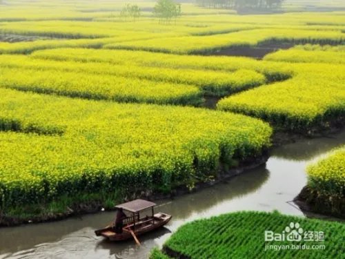中国最美的油菜花海