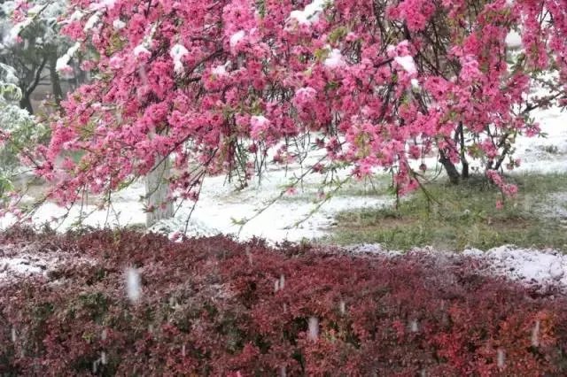 石家庄有哪些城市文化名片?