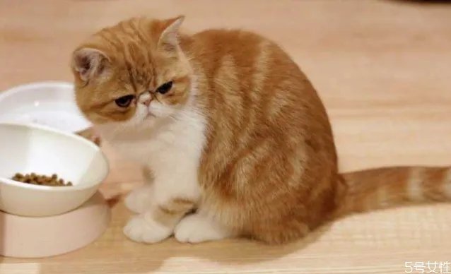 养公猫好还是母猫好 新手养公猫还是母猫