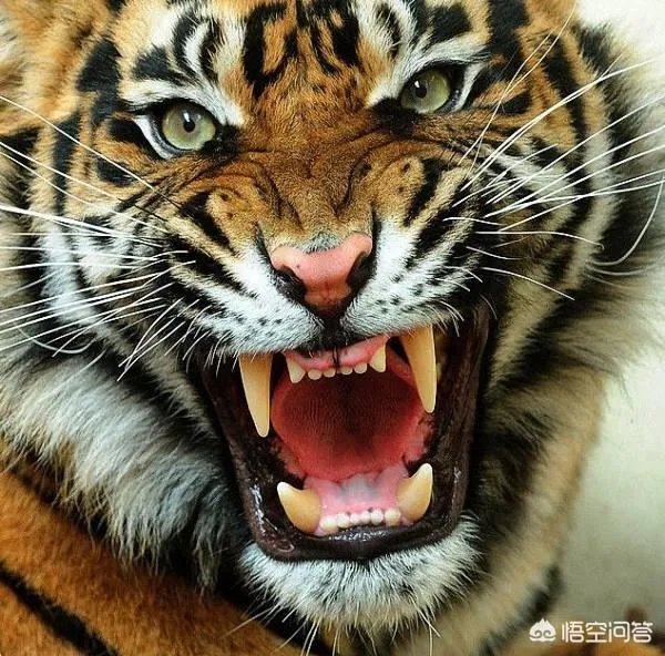 为什么现在的一些90后女人都要过儿童节?