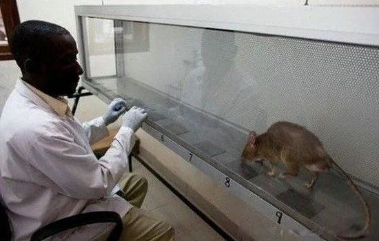 非洲巨鼠长什么样有多大 世界上最大的老鼠的样子