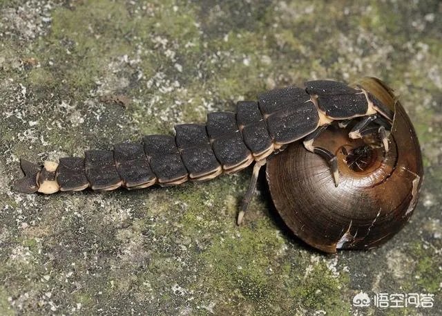 萤火虫是不是灭绝了?