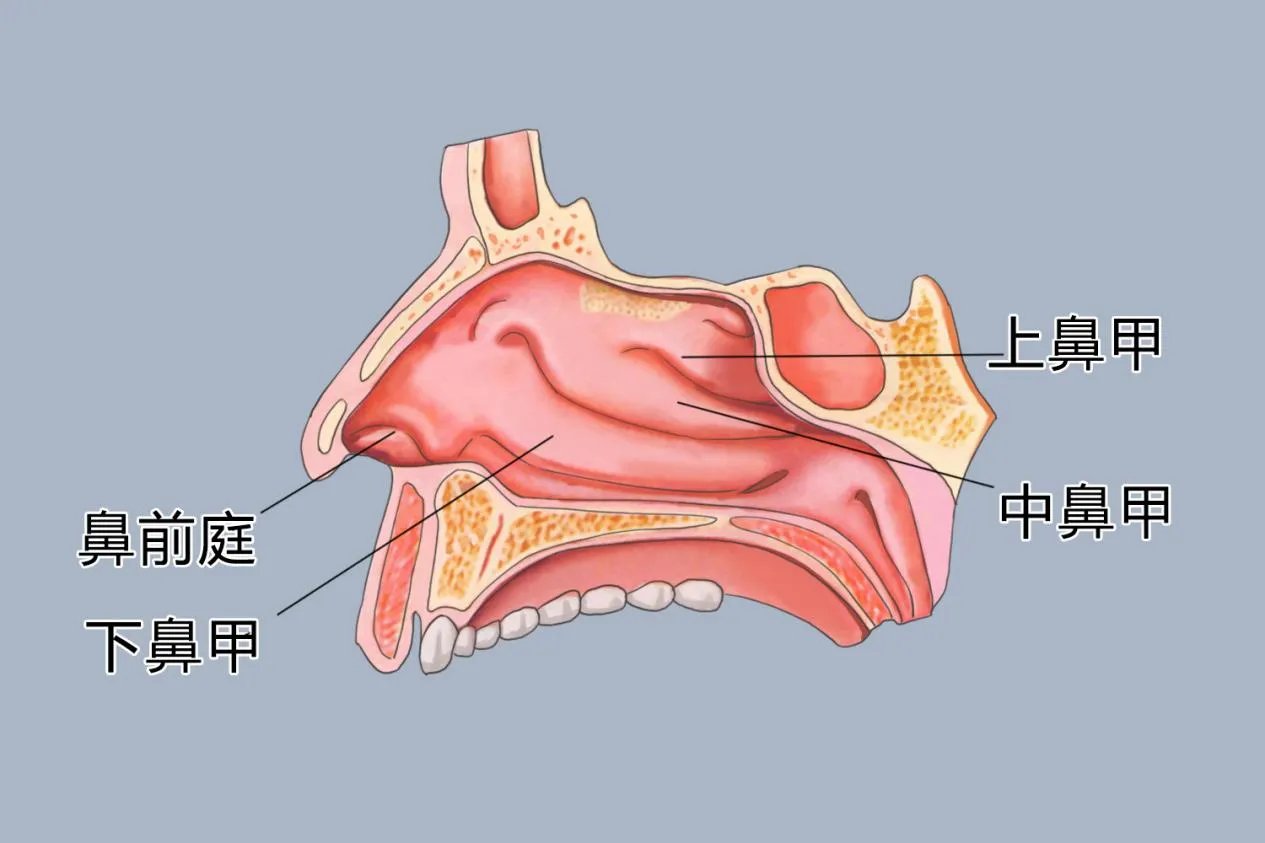 鼻子的结构图