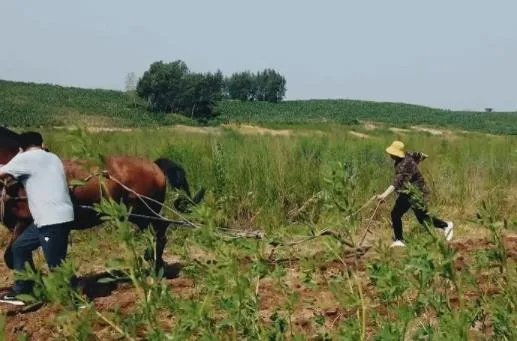 魏大勋开荒犁地什么情况 魏大勋开荒犁地是第几期