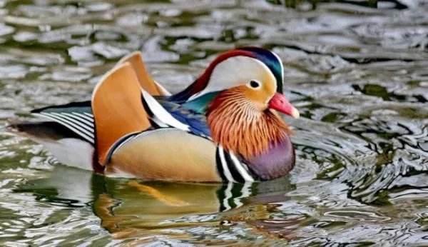 鸳鸯的鸳可以组词什么？