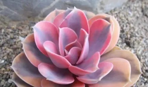 多肉的特点有哪些