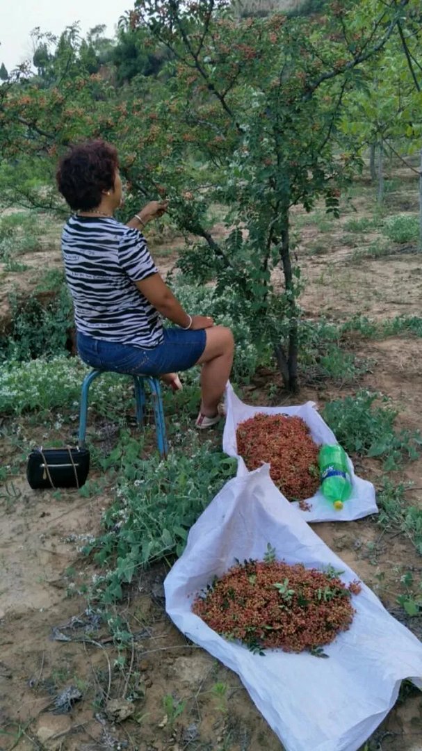 种花椒前景如何?