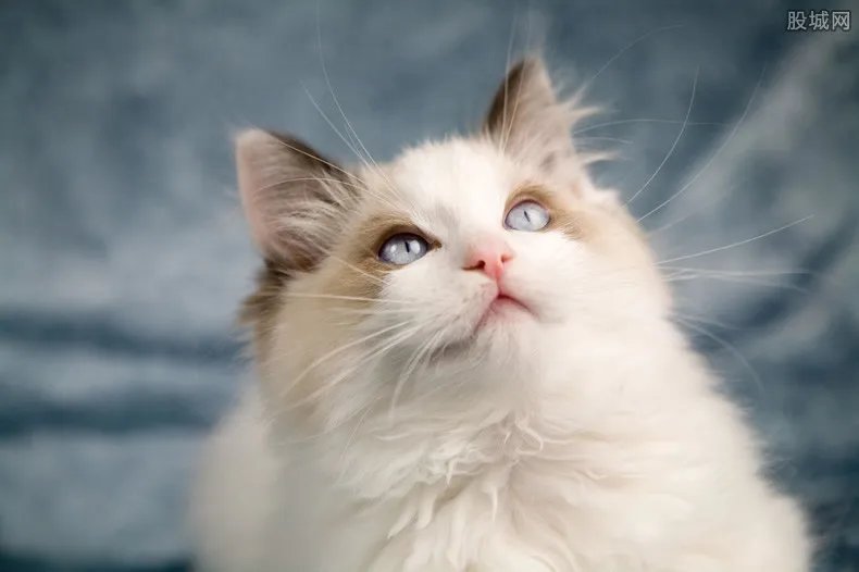 布偶猫多少钱一只 布偶猫为什么这么贵