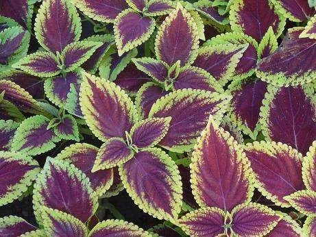 有哪些关于医生的小说？