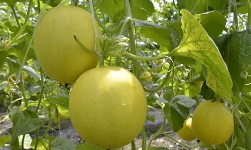 卫生间臭味很重怎么办 7个妙招让你轻松去除卫生间臭味