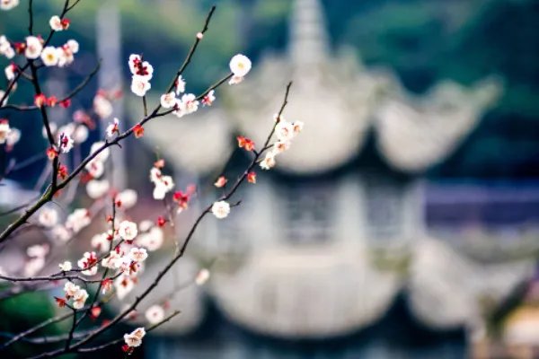 仆算子咏梅的意思