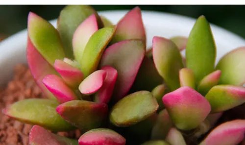 多肉的特点有哪些