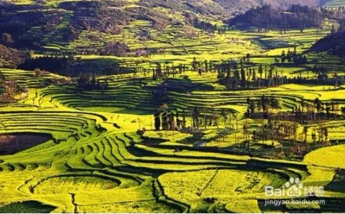 中国最美的油菜花海