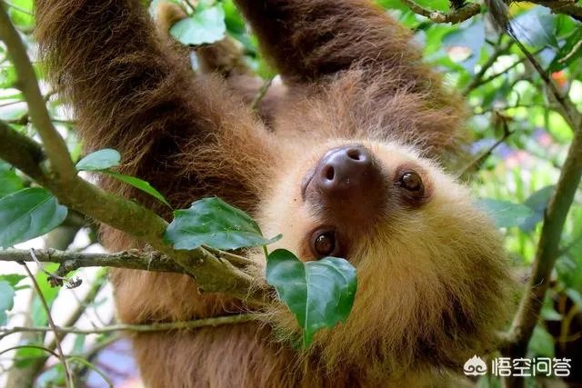 树懒为什么这么慢？