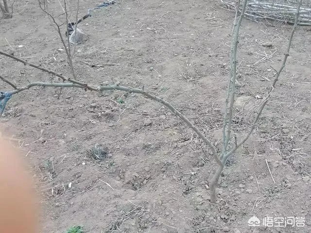 种花椒前景如何?