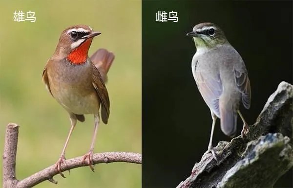 红点颏鸟如何分公母