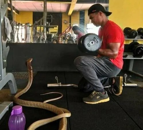 男子与蛇结婚同居 坚持认为蛇是其女友转世