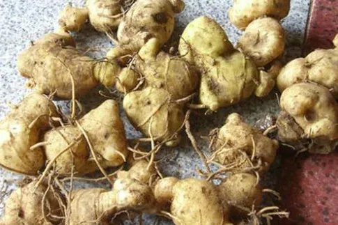 黄精的产地分布在哪些地方？