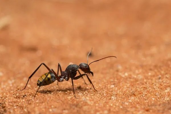 什么可以灭蚂蚁