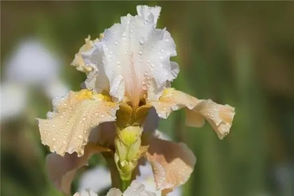 世界上最神秘的花排行榜 幽灵兰花上榜第四长相恐怖