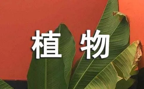 关于植物的诗歌