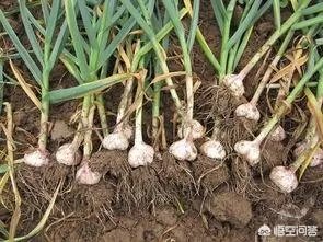 大蒜种植用什么肥料？
