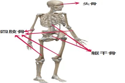 人体肌肉骨骼结构图
