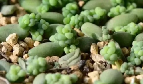 多肉的特点有哪些