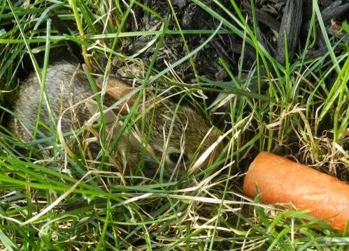 怎样找到野兔子窝 抓住野兔的方法有哪些