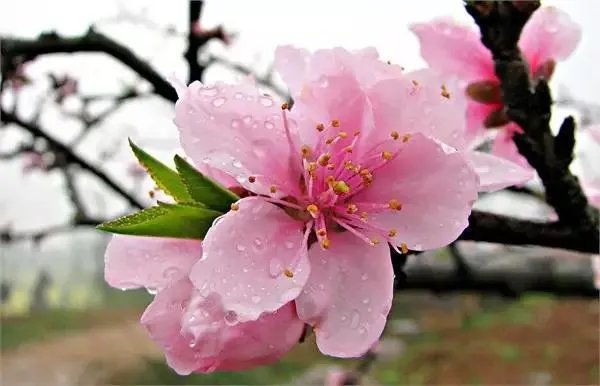 石家庄有哪些城市文化名片?