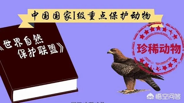 金雕有多大？能把人抓上天吗？