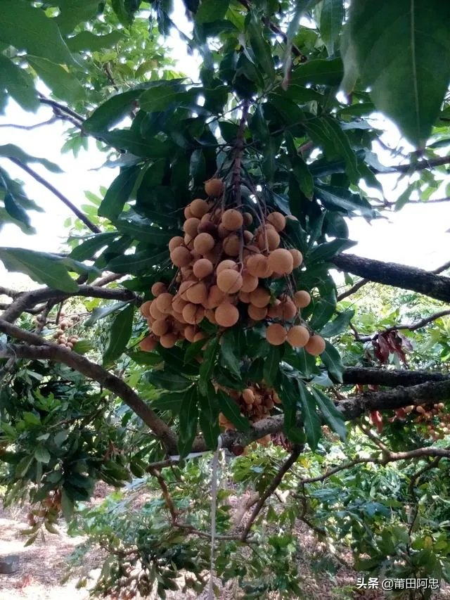 中国最出名的龙眼产地是哪里