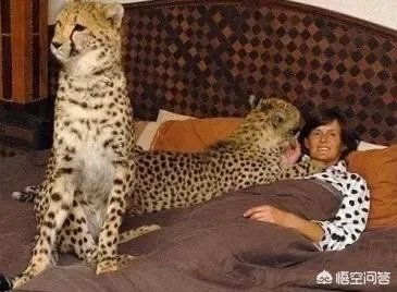 如何看待泰国女子养豹当宠物称是朋友这件事？