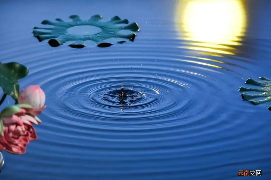 荷风送香气是什么意思？出自何处？