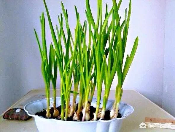 大蒜种植用什么肥料？