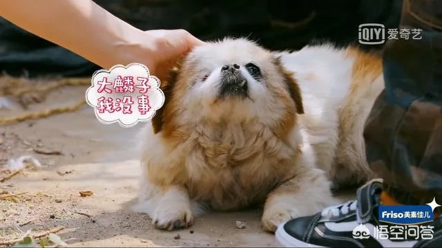 邓莎家的大麟子你们喜欢吗？