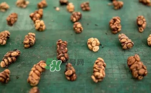 猫屎咖啡是怎么来的？猫屎咖啡的由来