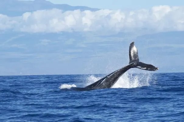 拉尼娜现象对秘鲁渔场的影响 拉尼娜会导致秘鲁渔场产量如何