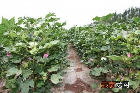 干旱地区种什么好