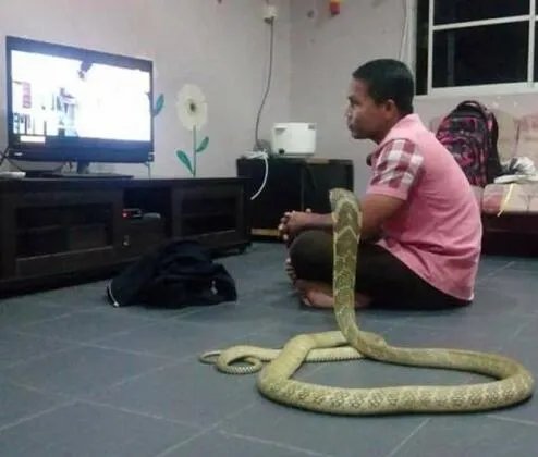男子与蛇结婚同居 坚持认为蛇是其女友转世
