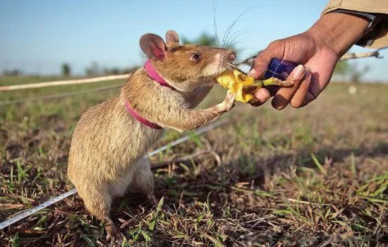 非洲巨鼠长什么样有多大 世界上最大的老鼠的样子