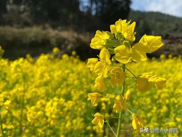 花呗逾期了，天天打电话，我要崩溃了！怎么办？