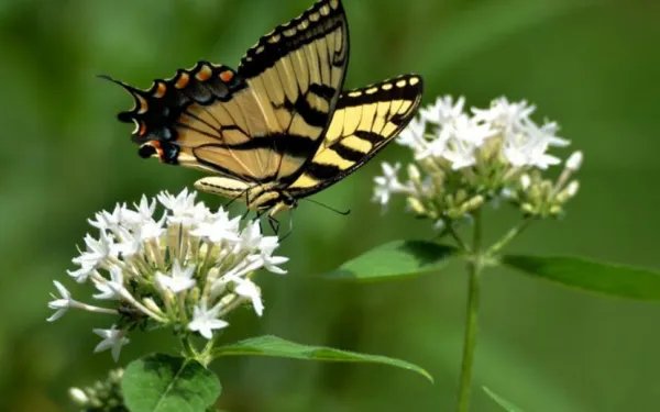 蝴蝶的生活环境？？？