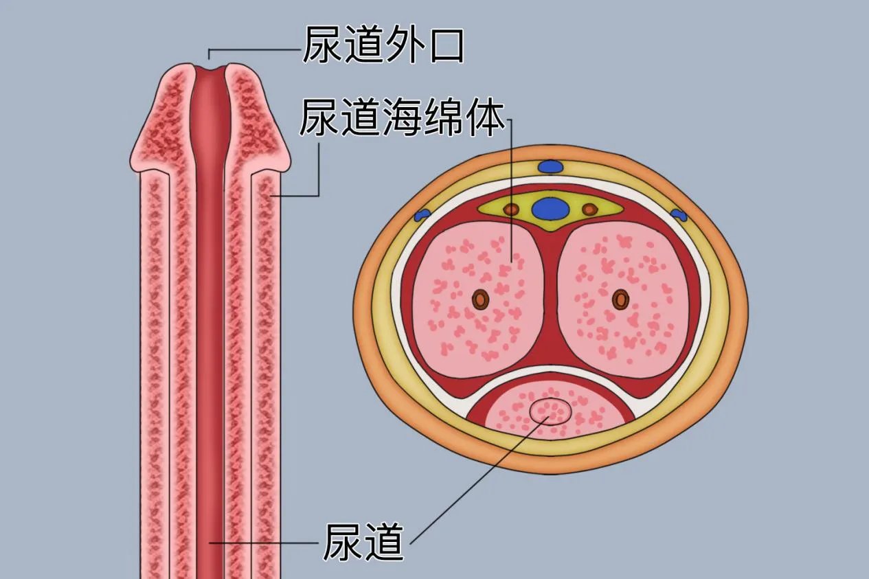 尿道口是什么样