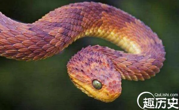 盘点蛇类的世界之最，最大的蛇亚马逊巨蟒即将灭绝