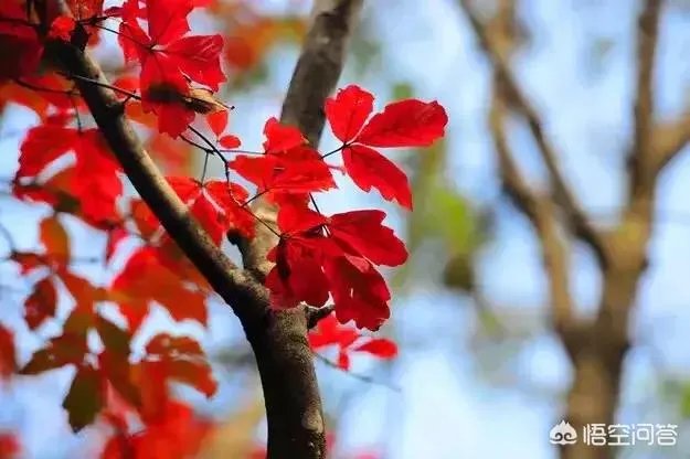 秦岭数百套别墅无人认领，你怎么看？