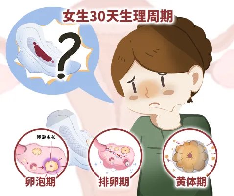 女性３０天生理周期表